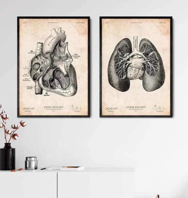 Impression d'anatomie pulmonaire II