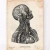Impression d'anatomie tête VI