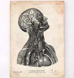 Impression d'anatomie tête VI