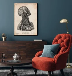 Impression d'anatomie tête VI