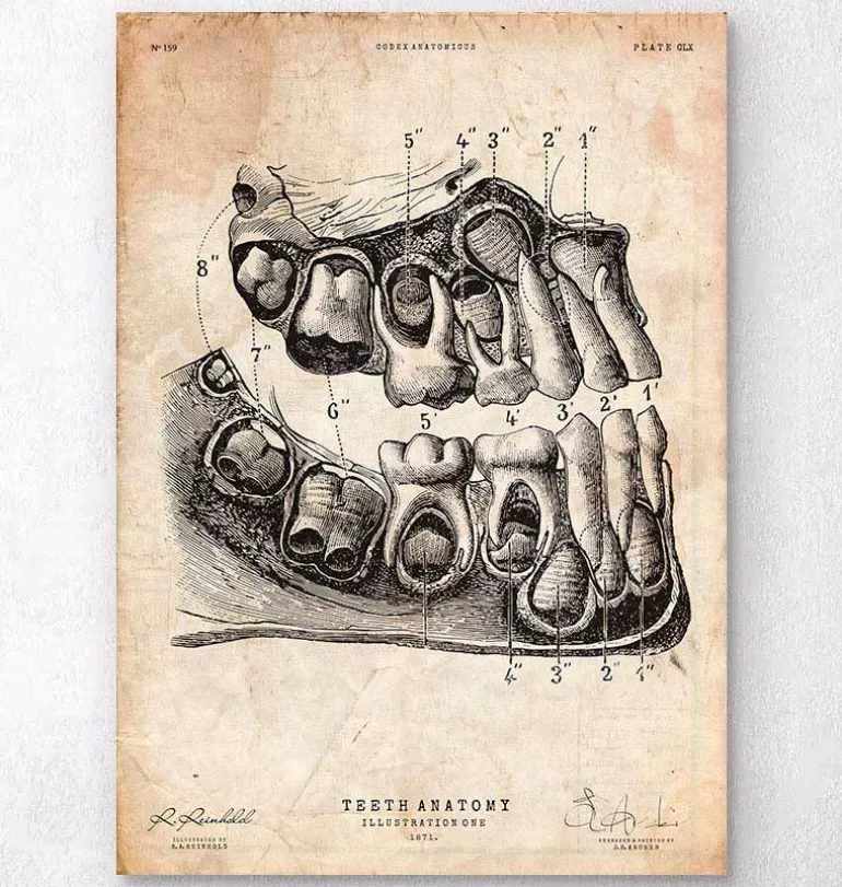 Impression d'art anatomie dentaire