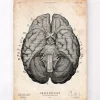 Impression d'art anatomie cérébrale VII
