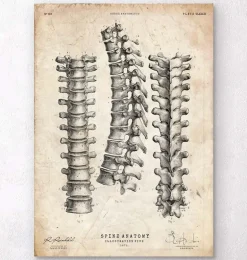 Imprimé anatomie de la colonne vertébrale