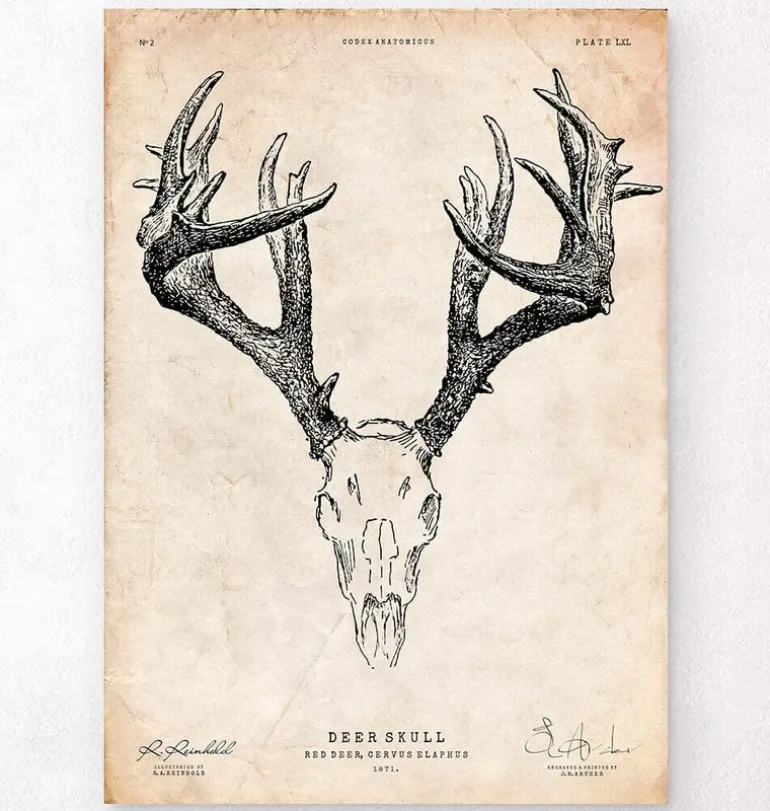 Imprimé crâne de cerf