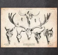 Imprimé tête de mort cerf et orignal