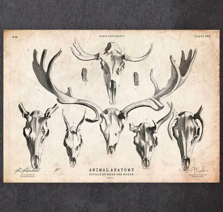 Imprimé tête de mort cerf et orignal