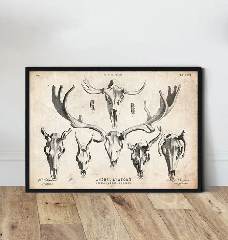 Imprimé tête de mort cerf et orignal