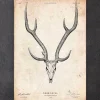 Imprimé tête de mort cerf II