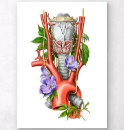 Larynx, thyroïde et aorte - Aquarelle - Blanc