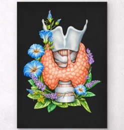 Larynx, thyroïde et aorte - Aquarelle - Blanc
