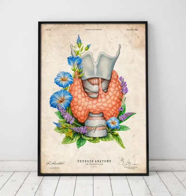 Larynx, thyroïde et aorte - Aquarelle - Blanc