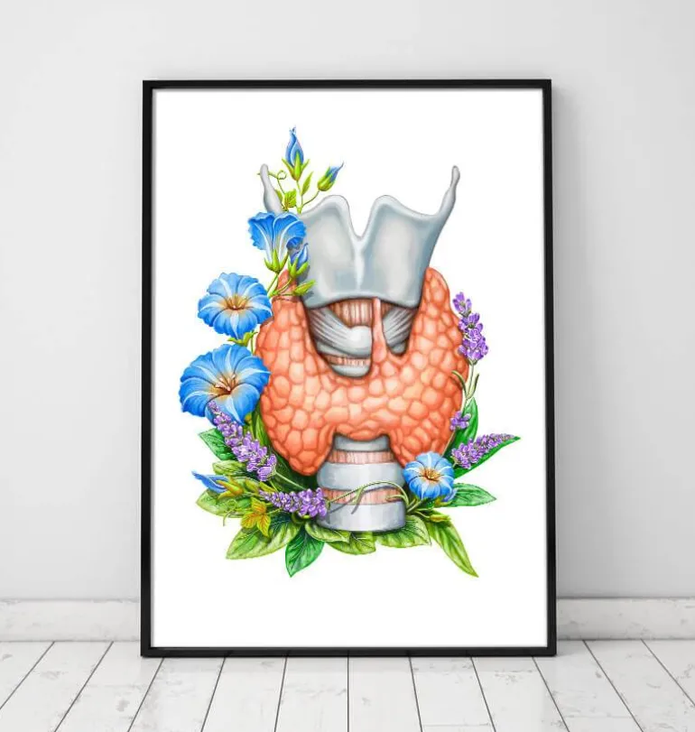 Larynx, thyroïde et aorte - Aquarelle - Blanc