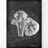Medulla oblongata - Chalkboard
