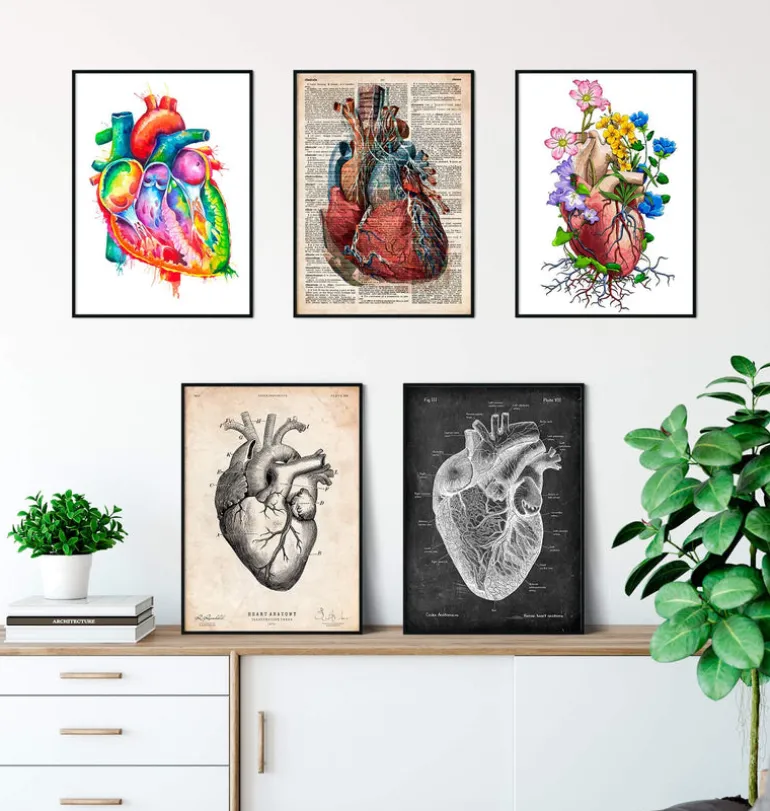 Mix d'anatomie cardiaque - Lot de 5