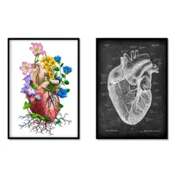 Mix d'anatomie cardiaque - Lot de 5