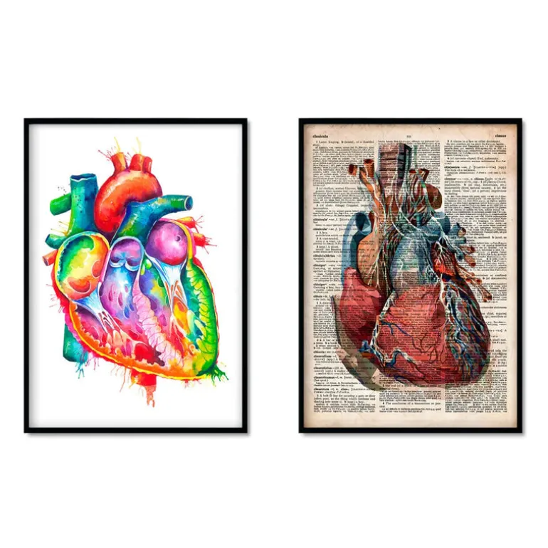Mix d'anatomie cardiaque - Lot de 5