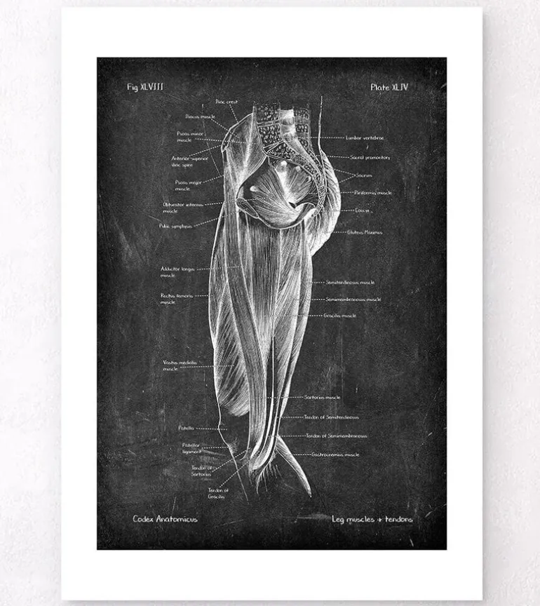 Muscles des jambes - Chalkboard