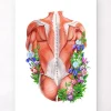 Muscles du dos masculins - Floral - Blanc