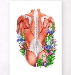 Muscles du dos masculins - Floral - Blanc