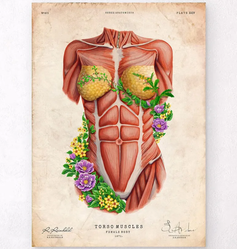 Muscles du torse féminin - Floral - Vieux papier