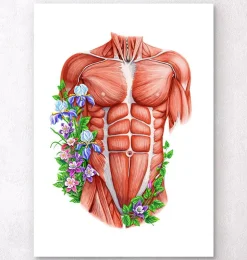 Muscles du torse masculin - Blanc