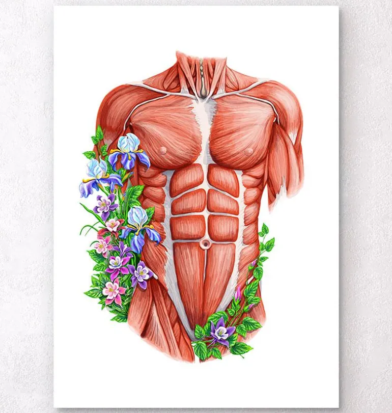 Muscles du torse masculin - Blanc