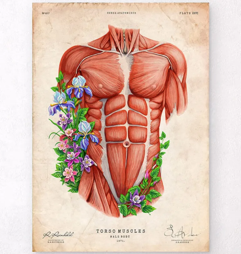 Muscles du torse masculin - Vieux papier