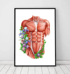 Muscles du torse masculin - Blanc