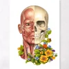 Muscles du visage - Floral - Blanc