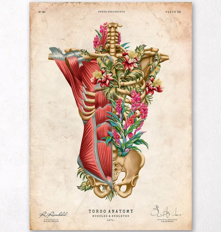 Muscles et os du torse - Floral - Vintage