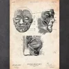 Muscles faciaux III