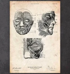 Muscles faciaux III