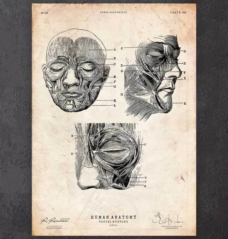 Muscles faciaux III