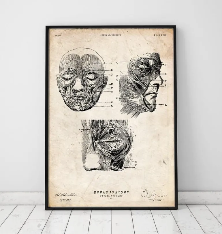 Muscles faciaux III