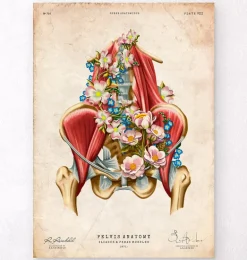 Muscles iliaque et psoas - Floral - Vintage