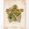 Nerf intercostal - Floral - Vintage
