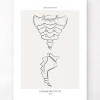 Sacrum et coccyx - Line Art