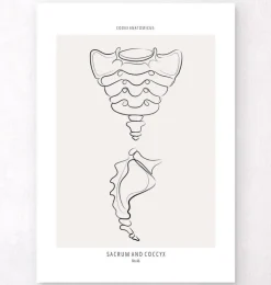 Sacrum et coccyx - Line Art