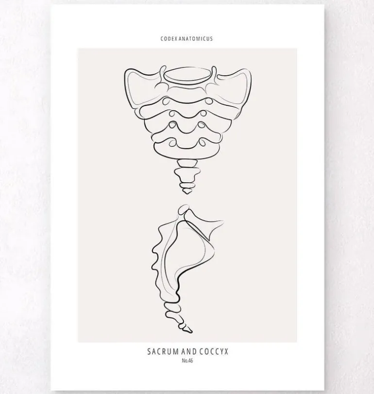 Sacrum et coccyx - Line Art