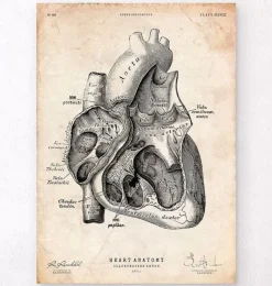 Section cardiaque I