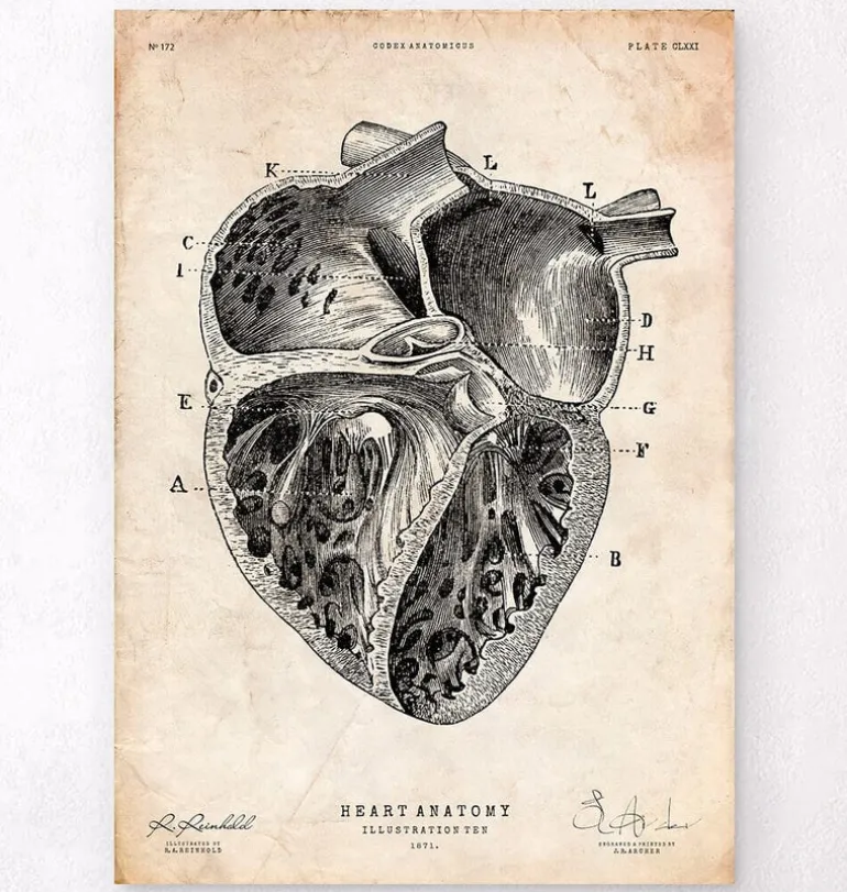 Section cardiaque II