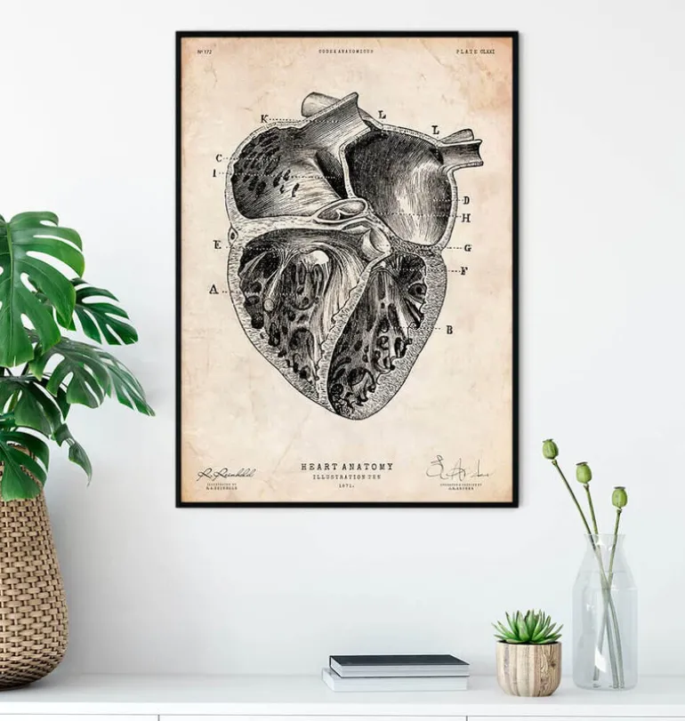 Section cardiaque II