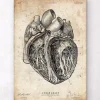 Section cardiaque III