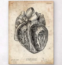 Section cardiaque III