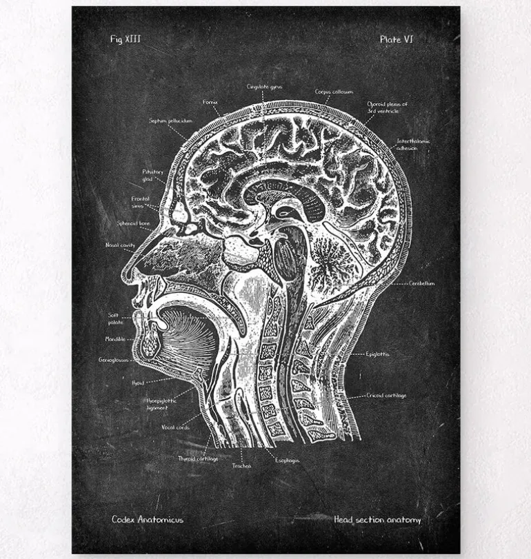 Section de la tête - Chalkboard