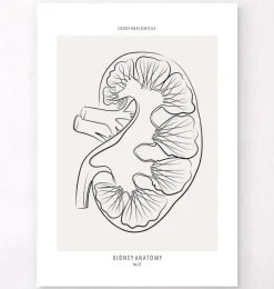 Section rénale - Line Art