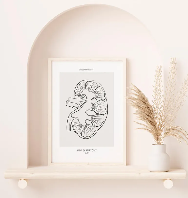 Section rénale - Line Art