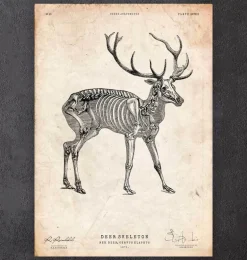 Squelette de cerf