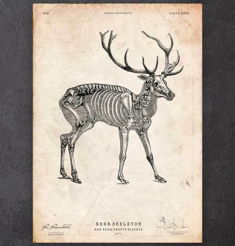 Squelette de cerf