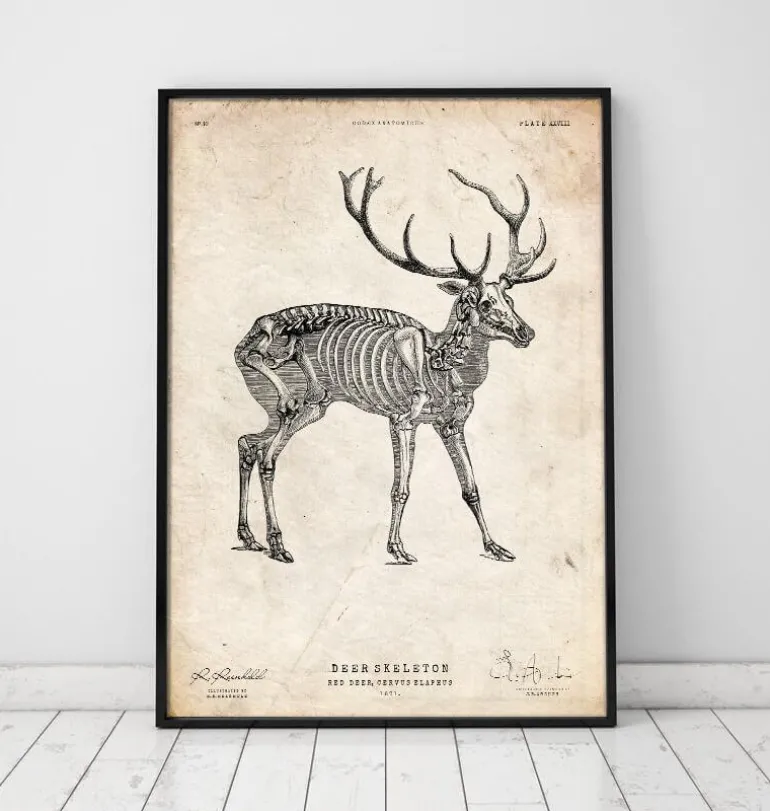 Squelette de cerf